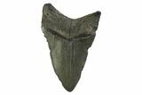 Fossil Megalodon Tooth - Georgia #338673-1